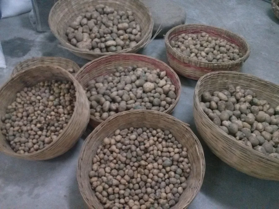 2015 POTATO HARVEST INCLUDING 20KG SEED 1200